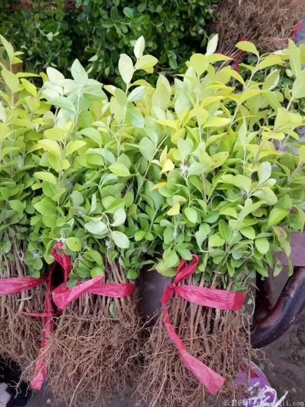 金葉女貞種植方法 金葉女貞種植方法