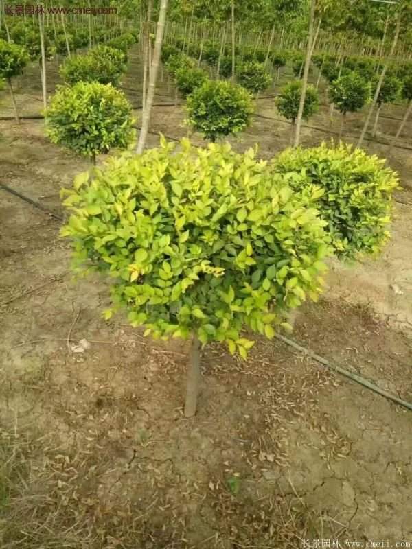 金葉女貞市場(chǎng)價(jià)格 金葉女貞市場(chǎng)價(jià)格