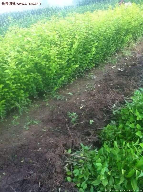 金葉女貞市場(chǎng)價(jià)格 金葉女貞市場(chǎng)價(jià)格