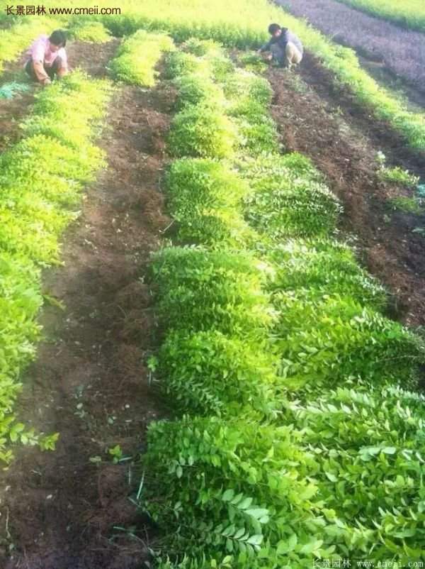 金葉女貞市場(chǎng)價(jià)格 金葉女貞市場(chǎng)價(jià)格