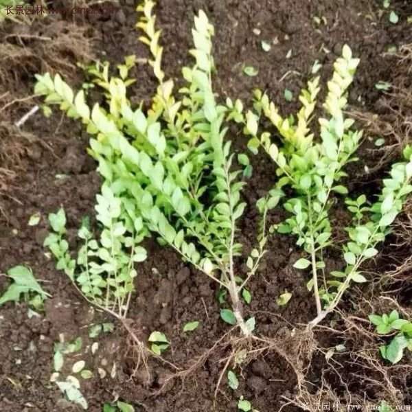 沭陽(yáng)的金葉女貞基地 沭陽(yáng)的金葉女貞基地