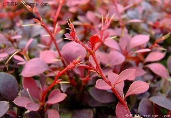 沭陽(yáng)紅葉小檗基地照片 沭陽(yáng)紅葉小檗基地照片