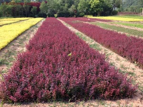 沭陽(yáng)紅葉小檗基地照片 沭陽(yáng)紅葉小檗基地照片