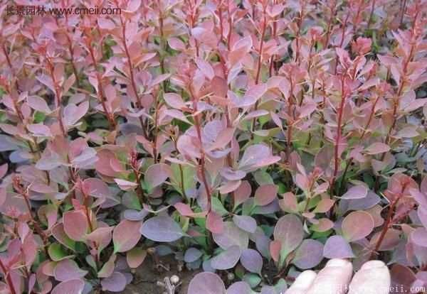 沭陽(yáng)紅葉小檗基地照片 沭陽(yáng)紅葉小檗基地照片