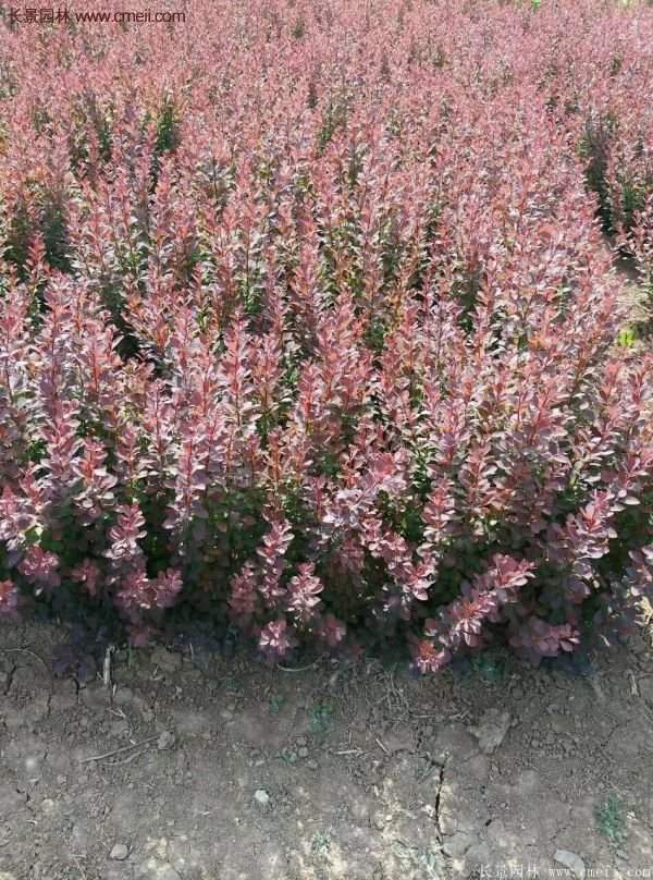 沭陽(yáng)紅葉小檗基地照片 沭陽(yáng)紅葉小檗基地照片