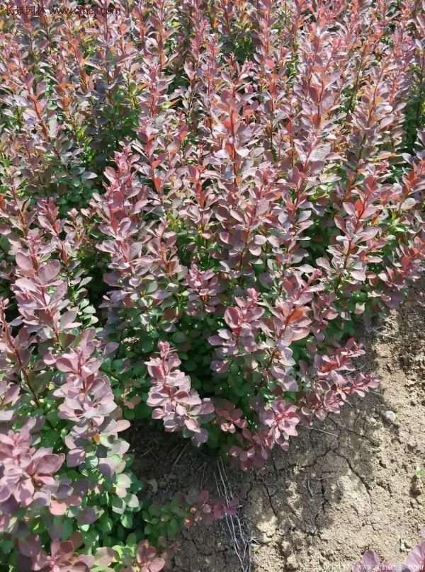 沭陽(yáng)紅葉小檗基地照片 沭陽(yáng)紅葉小檗基地照片