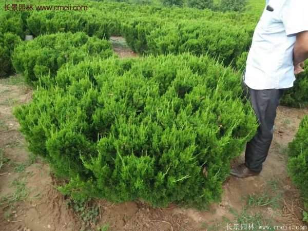 龍柏球?qū)嵟膱D片