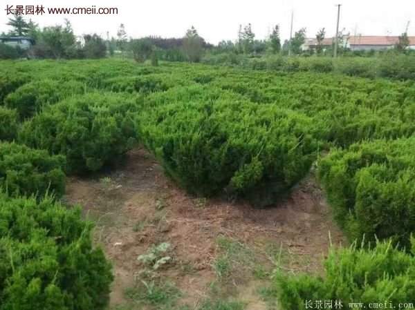 龍柏球?qū)嵟膱D片