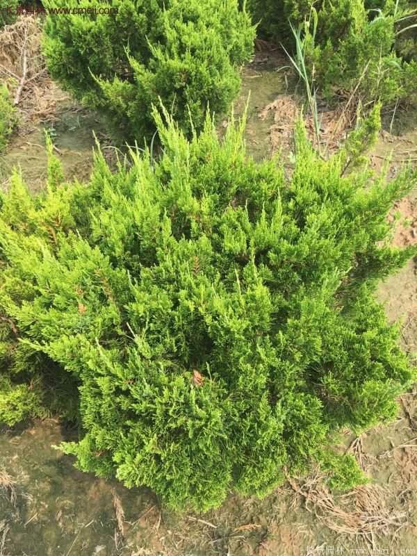 龍柏球?qū)嵟膱D片