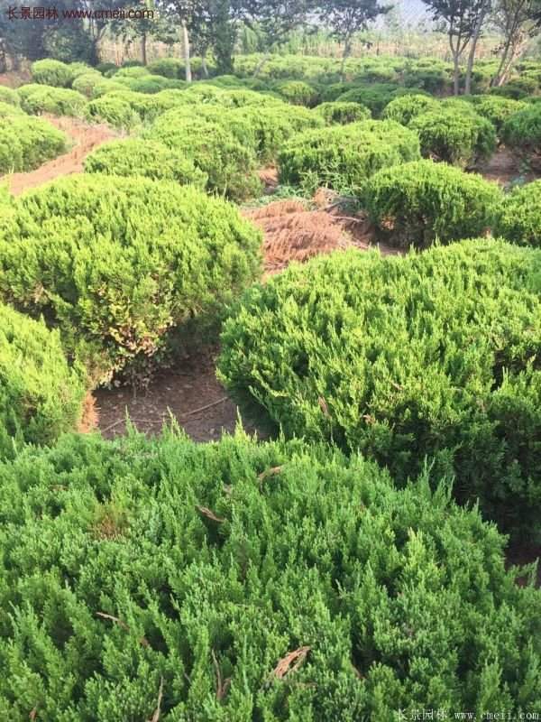 龍柏球?qū)嵟膱D片