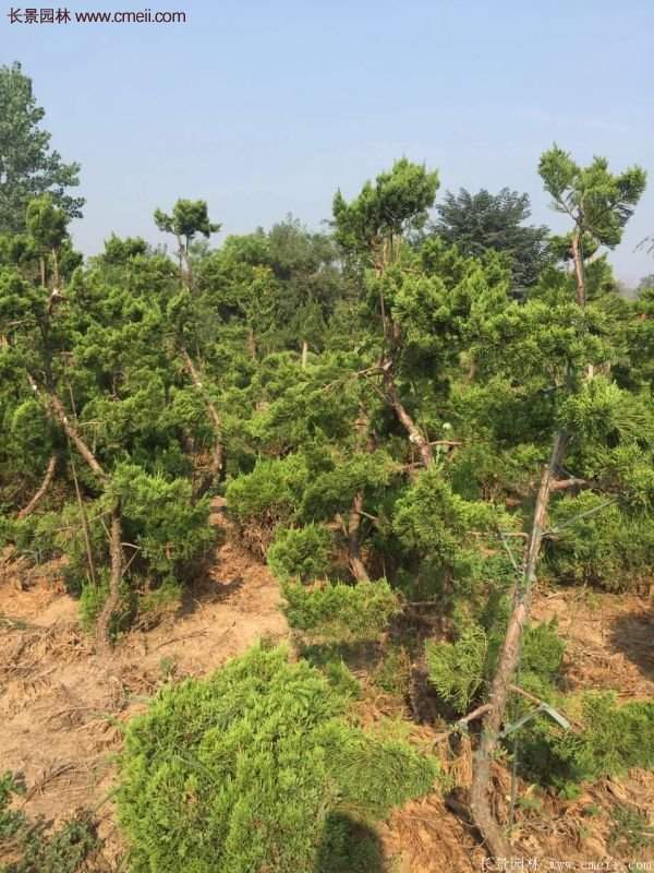 最新最全的小龍柏栽植技術匯總