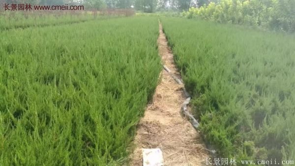 最新最全的小龍柏栽植技術匯總