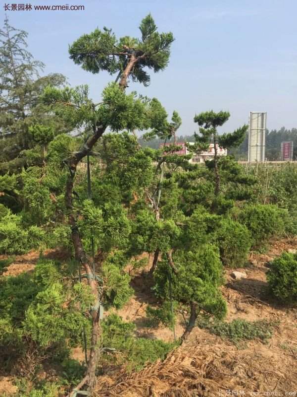 龍柏景觀樹造型