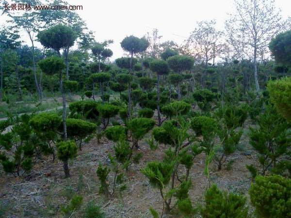 龍柏景觀樹造型