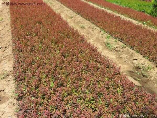 沭陽(yáng)紅葉小檗 沭陽(yáng)紅葉小檗
