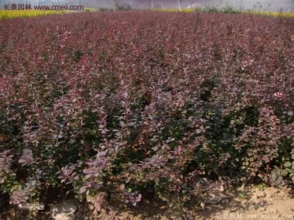 沭陽(yáng)紅葉小檗 沭陽(yáng)紅葉小檗