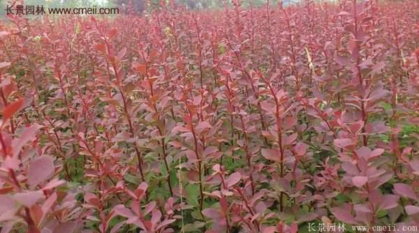 江蘇基地紅葉小檗 江蘇基地紅葉小檗