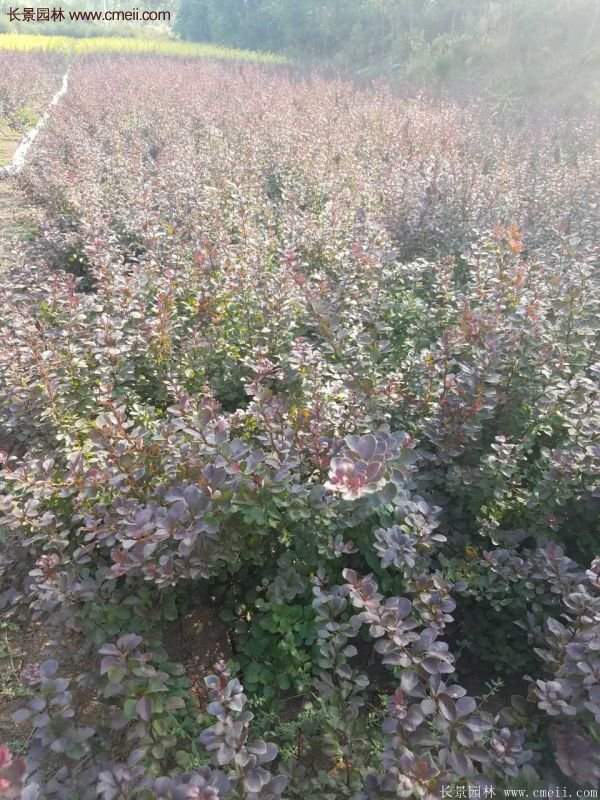 沭陽基地的紅葉小檗 沭陽基地的紅葉小檗