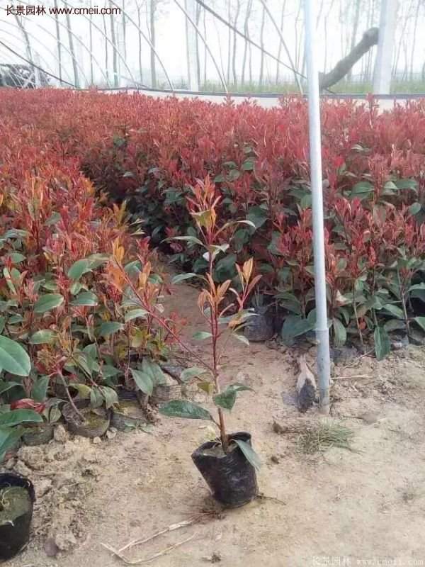 沭陽紅葉石楠基地小苗 沭陽紅葉石楠基地小苗