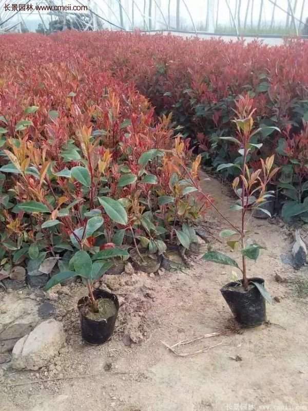 沭陽紅葉石楠基地小苗 沭陽紅葉石楠基地小苗