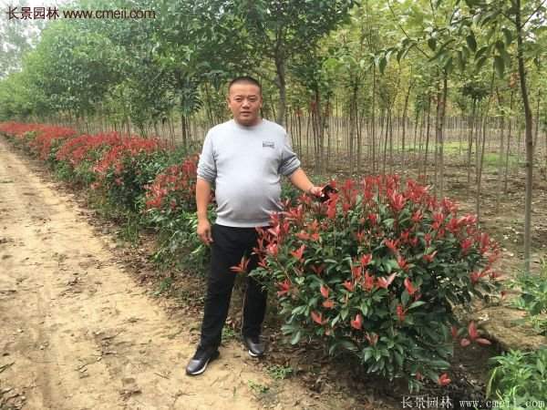 紅葉石楠造型 紅葉石楠造型