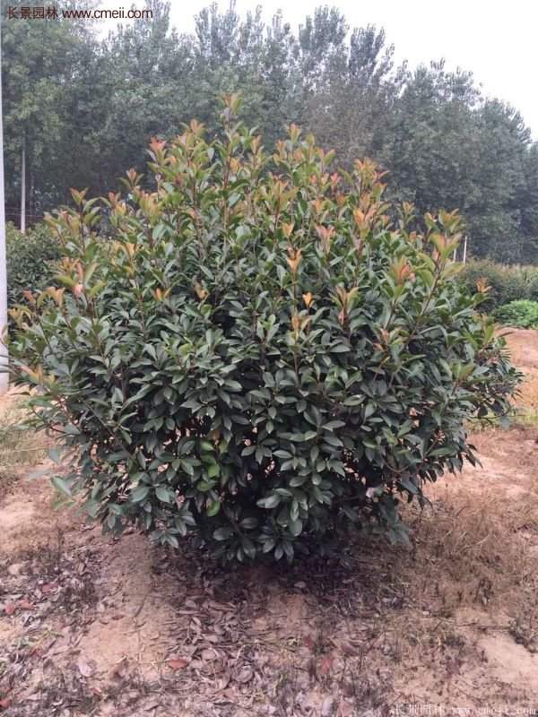 紅葉石楠造型 紅葉石楠造型