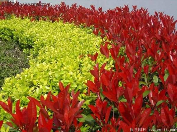 紅葉石楠造型 紅葉石楠造型
