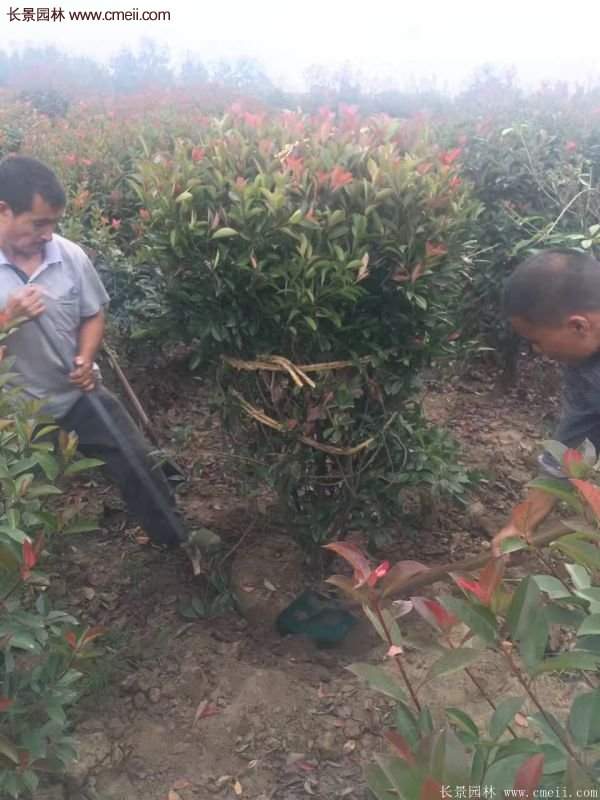 紅葉石楠造型 紅葉石楠造型