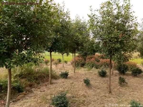 沭陽基地的紅葉石楠球、高桿紅葉石楠 沭陽基地的紅葉石楠球、高桿紅葉石楠