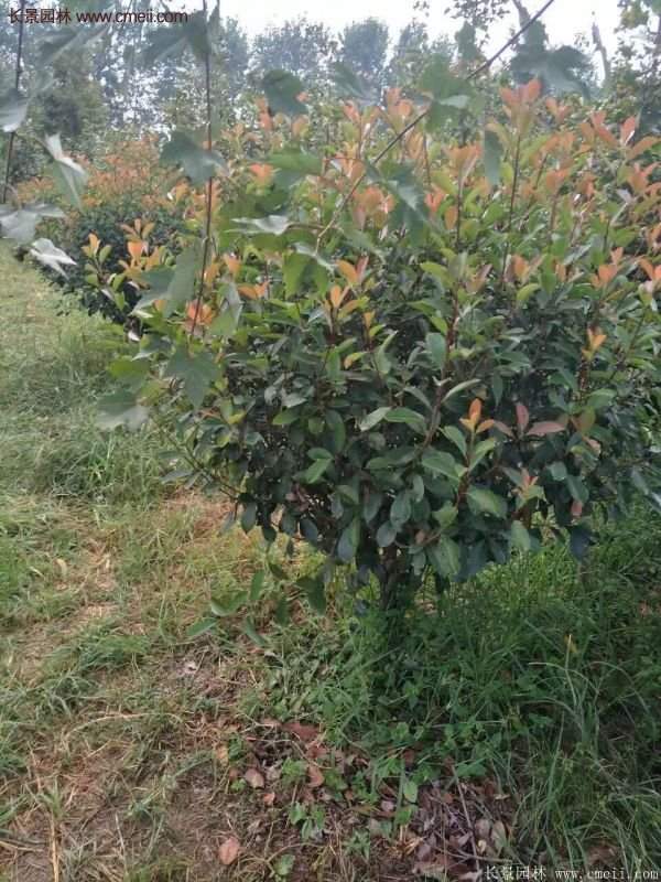 沭陽基地的紅葉石楠球、高桿紅葉石楠 沭陽基地的紅葉石楠球、高桿紅葉石楠