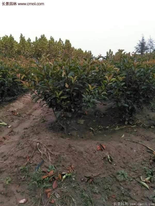 沭陽基地紅葉石楠各種規格的價格表 沭陽基地紅葉石楠各種規格的價格表