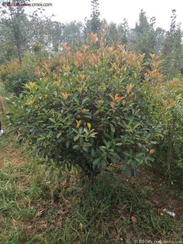 沭陽基地紅葉石楠各種規格的價格表 沭陽基地紅葉石楠各種規格的價格表