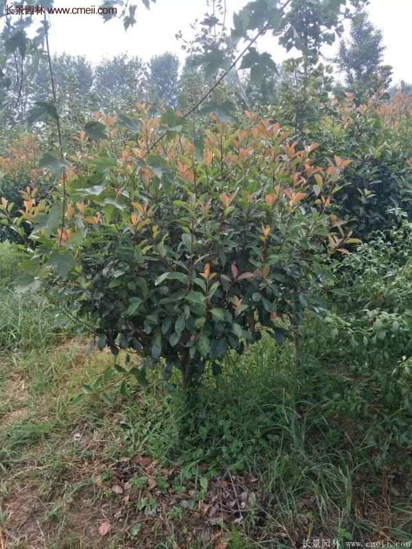 沭陽基地紅葉石楠各種規格的價格表 沭陽基地紅葉石楠各種規格的價格表