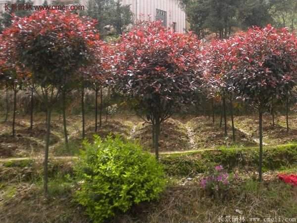 沭陽基地紅葉石楠各種規格的價格表 沭陽基地紅葉石楠各種規格的價格表