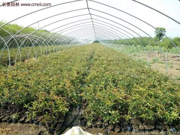 沭陽基地紅葉石楠的價格 沭陽基地紅葉石楠的價格