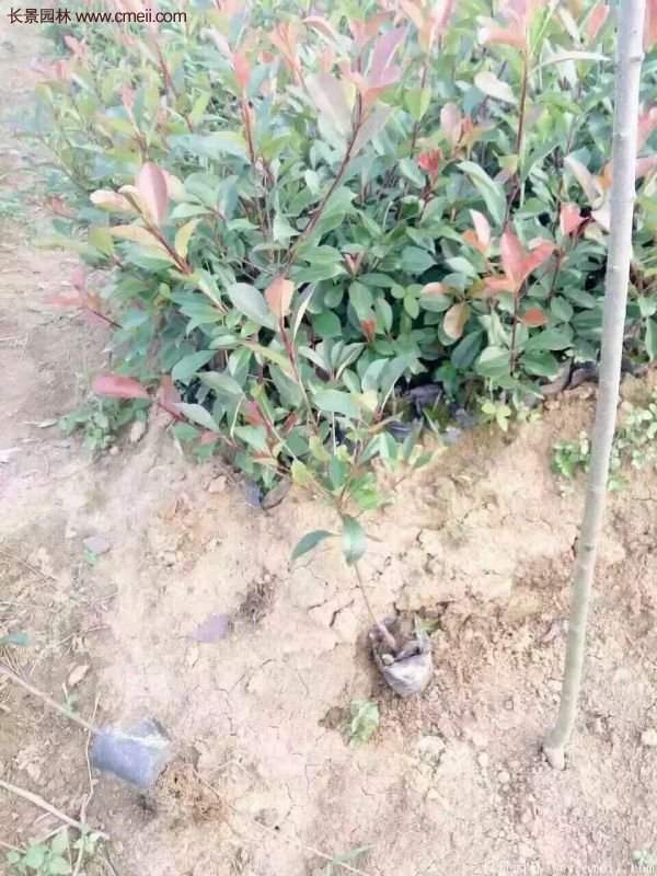 沭陽基地紅葉石楠的價格 沭陽基地紅葉石楠的價格