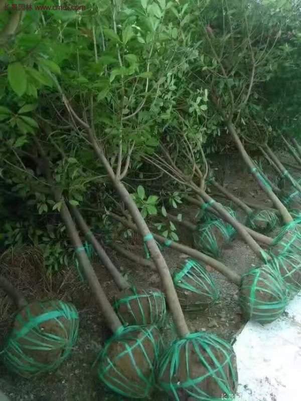 沭陽長景園林基地的紅葉石楠 沭陽長景園林基地的紅葉石楠