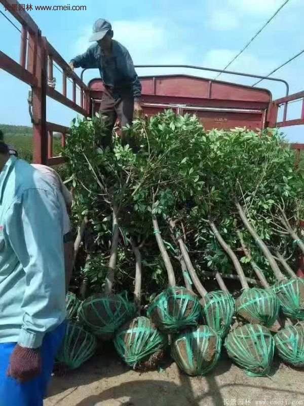 沭陽長景園林基地的紅葉石楠 沭陽長景園林基地的紅葉石楠