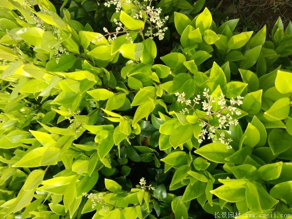 金森女貞圖片基地實拍