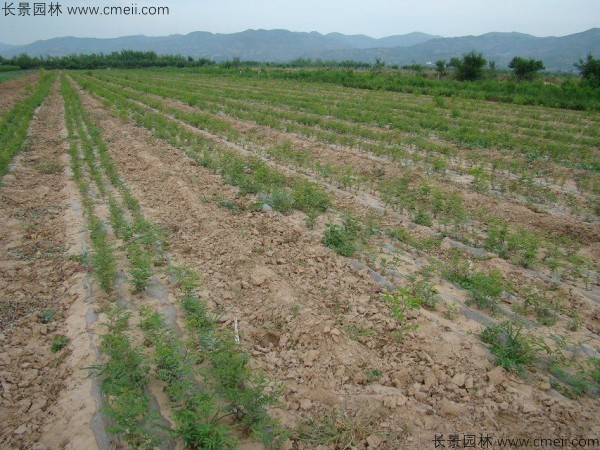 棗樹種子發芽出苗圖片