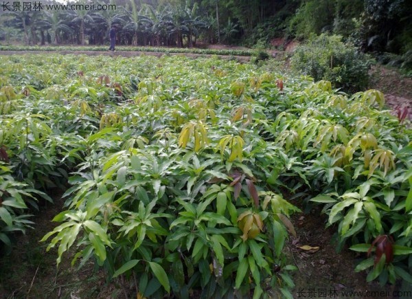 芒果種子發芽出苗圖片