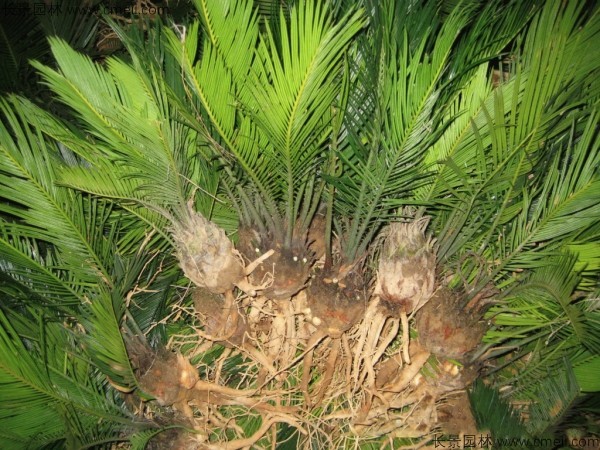 鐵樹種子發(fā)芽出苗圖片