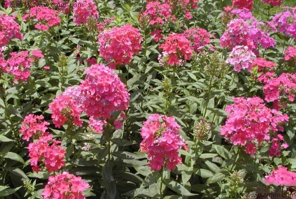 五色梅種子發(fā)芽出苗開(kāi)花圖片