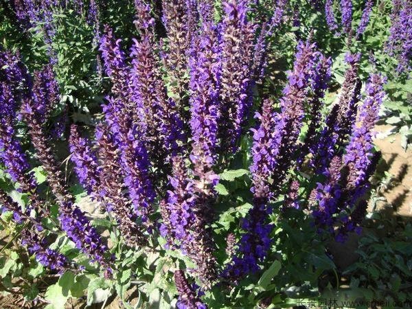 留蘭香薄荷種子發(fā)芽出苗開(kāi)花圖片