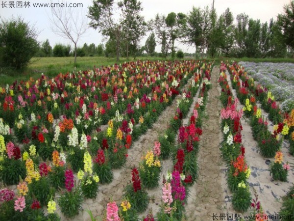 金魚(yú)草的花期有多長(zhǎng)時(shí)間