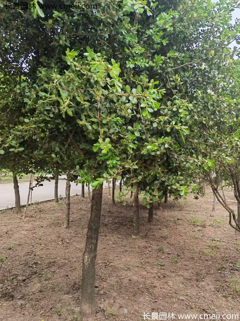 小葉黃楊樹(shù)