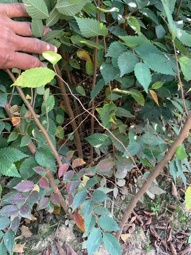 櫸樹是景區綠化中最常用園林植物，觀賞價值極高，經常作為行道樹或者觀賞樹，也可以群植栽種成風景。紅櫸樹抗污染能力十分強悍，不僅樹姿優美，高大雄偉，還可以吸收有害氣體，抗風能力強，不易伏倒。那么，紅櫸樹未來十年前景如何?紅櫸樹種植多久成才?下面我們一起來看看吧!  一、紅櫸樹未來十年前景如何? 1、觀賞 紅櫸樹生長快，樹干通直，樹姿優美，枝葉繁茂，春季開花，秋季葉子會變成紅色，觀賞性極高。 2、綠化 紅櫸樹環境適應能力強，栽植應用廣泛，不僅可以綠化種植，還有不錯的抗污染、抗風能力，可吸收有害氣體，改善空氣質量，植株根深性，可以防風固土，經常用作護林帶樹種和水土保持樹種。 3、經濟 紅櫸樹木材堅硬、有彈性、并且不會縮水，木材紋理清晰有光澤，可以用來制作很多家具和其他器具，經濟價值很高。 4、前景 櫸樹的適應能力強，栽植地區廣泛，發揮的綠化和生態價值比較明顯，經常用作生態綠化樹種栽植在各大場所，產量和需求量都非常大，種植前景不錯。 二、紅櫸樹種植多久成才? 紅櫸樹分布地區廣，目前主要分布在廣東、廣西、貴州、云南、安徽、湖北、湖南等地，南方地區栽植廣泛。紅櫸樹幼苗生長稍慢，種植6—7年后開始轉快，樹體七八十年不衰退，百年大樹仍能正常結實。  三、2020紅櫸市場價格行情 南京市浦口區來云園藝場米徑15公分紅櫸1600元一棵; 江蘇 鎮江句容地之緣苗木基地米徑7公分紅櫸80元一棵; 宿遷宏洲園林綠化工程有限公司地徑2公分紅櫸10元一棵; 江蘇南京南京寶泉苗木苗圃場米徑4公分紅櫸28元一棵; 江蘇宿遷三葉園林植物有限公司米徑12公分紅櫸600元一棵。 以上就是關于紅櫸樹未來十年前景如何和紅櫸樹種植多久成才的相關介紹，不同地區不同規格的紅櫸樹價格不一樣，具體要以當地行情為準。以上是中國花木網提供的紅櫸樹基地最新報價信息，關注花木網可獲得各產地商城實時報價，及時掌握苗木行情，做活苗木生意。